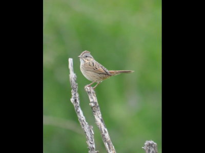 Lincoln Sparrow