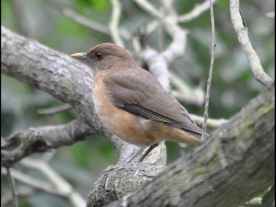 Clay-colored Thrush at Quinta Matzatlan, Weslaco, TX