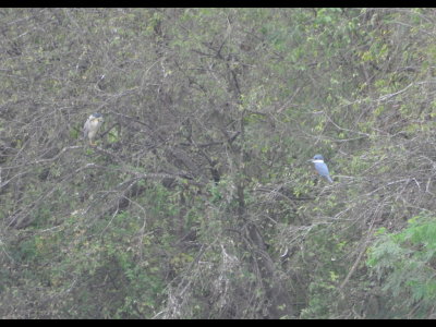 After Estero Llano Grande State Park and Quinta Matzatlan, we went to Edinburg Scenic Wetland. Across the pond behind the visitor center, we saw a Black-crowned Night-heron and a Ringed Kingfisher.