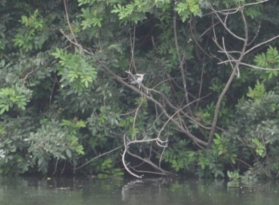Green Kingfisher across the pond at Edinburg Scenic Wetland