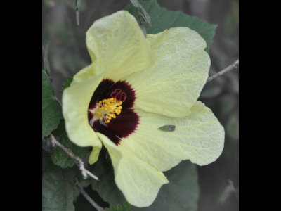 Hibiscus flower at Edinburg Scenic Wetland, TX
