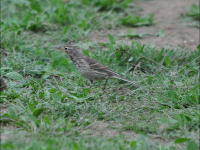Walking to the pond across the road, this American Pipit was spotted.