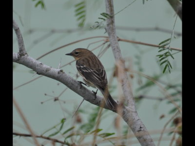 Yellow-rumped Warbler