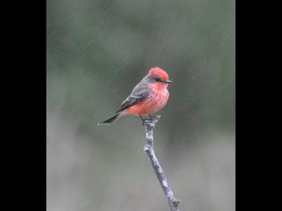 Young male Vermilion Flycatcher on a snag over the water at Edinburg Scenic Wetland.
