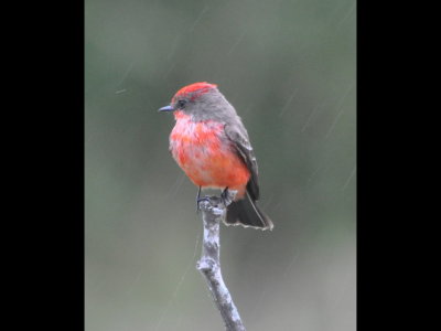 Male Vermilion Flycatcher in the rain at Edinburg Scenic Wetland