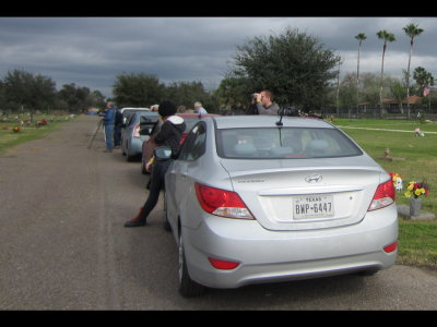 After our visit to Estero Llano Grande State Park, we made a brief stop at the Weslaco Cemetery again to look for the reported Zone-tailed Hawk, alas, to no avail.