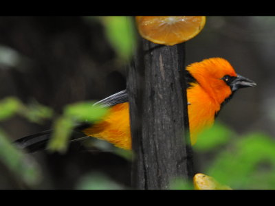 Back at the visitor center, the Altamira Orioles were coming to the feeders, so I went to the car for the big camera.