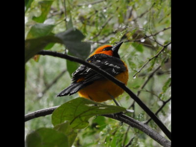 Altamira Oriole