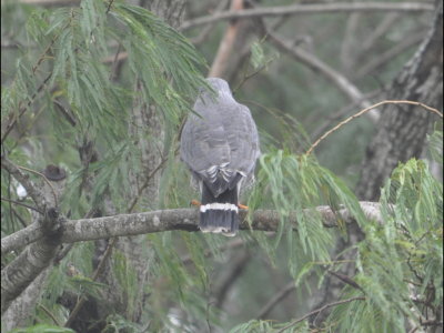Out on the dike, the group spotted a Gray Hawk. With Ben's help pointing it out, I got a few good photos.