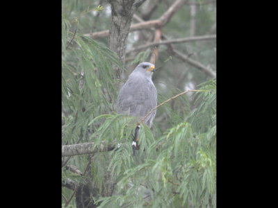 Gray Hawk at Santa Ana National Wildlife Refuge