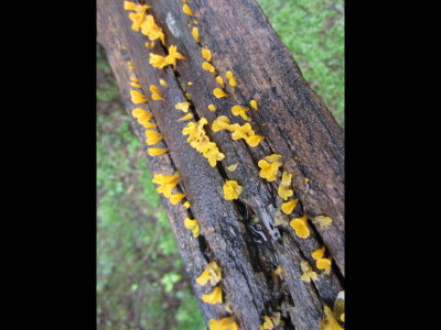 Some interesting yellow fungus on a rail at Old Hidalgo Pumphouse