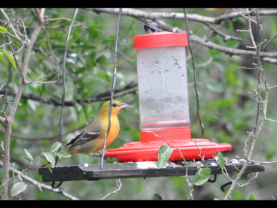 A female Hooded Oriole visited one of their hummingbird feeders.