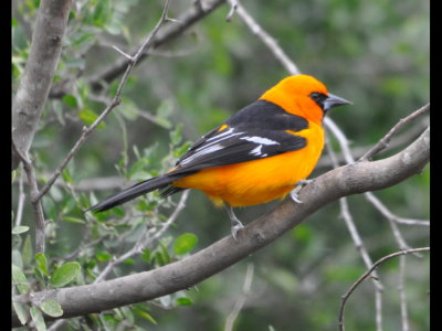 Altamira Oriole awaiting its turn at the feeders