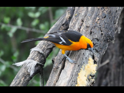 Altamira Oriole eating suet on a snag. They shared their suet recipe with us: equal parts lard and peanut butter mixed with 3 times the volume of cornmeal.