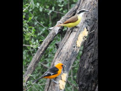 Altamira Oriole sharing a log with a Great Kiskidee