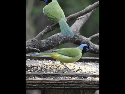 Green Jays on a seed feeder