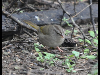 An Olive Sparrow crept out from its safe hiding place in some brush to give us brief views.