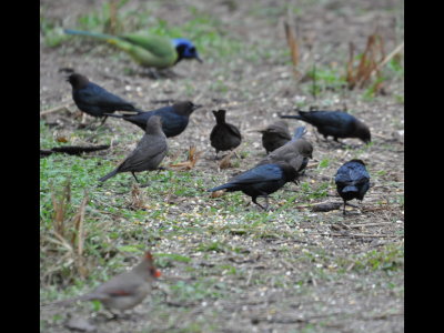 Male and female Brown-headed Cowbirds with a female Northern Cardinal in the foreground and Green Jay behind them