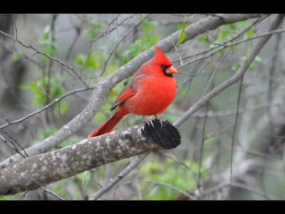 A bright male Northern Cardinal