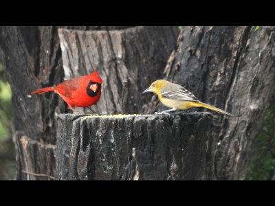 A male Northern Cardinal and female Hooded Oriole share a meal.