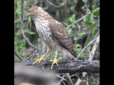 Cooper's Hawk at Salineno, TX