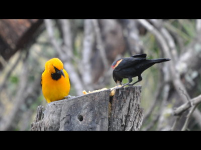 An Altamira Oriole and male Red-winged Blackbird share a stump and seeds.