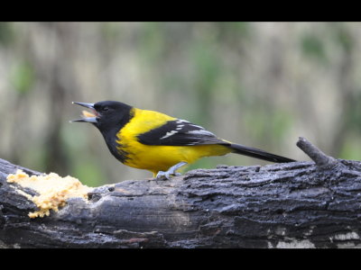 The Audubon's Oriole put in an appearance, first watching from a tree, then dropping down for some suet.