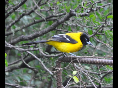 Audubon's Oriole