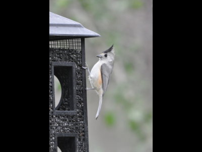 Black-crowned Titmouse on a sunflower seed feeder