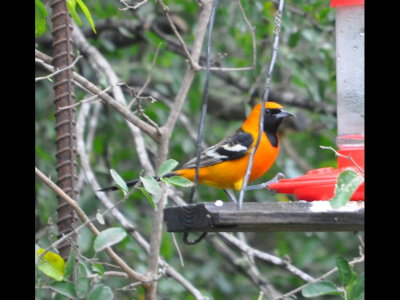 Male Hooded Oriole at a hummingbird feeder