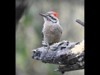 Male Ladder-backed Woodpecker