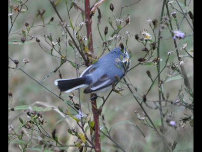 When we left the deWind house, we walked the short distance down to the Rio Grande where we saw this colorful Blue-gray Gnatcatcher.