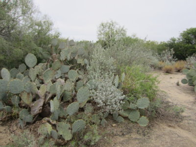 Cactus, but no Cactus Wren. We looked, but did not find the bird at this camping area. Mary and I bade adieu to the rest of the group at this point and they went on to find a wren back in Zapata.