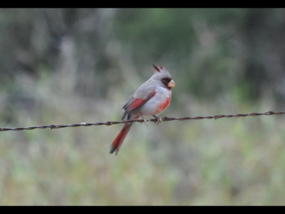 Pyrrhuloxia on a fence