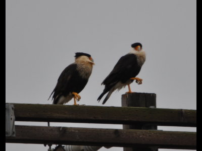 Two Crested Caracaras standing on one leg atop a power pole inside the park.