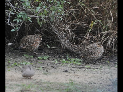 Northern Bobwhites and Inca Doves