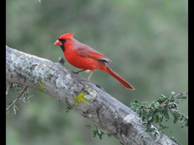 Male Northern Cardinal near feeder at Falcon State Park