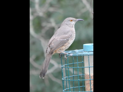 Curve-billed Thrasher on feeder