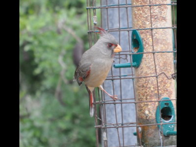 Pyrrhuloxia