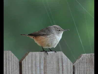 Rock Wren on a fence at Falcon State Park