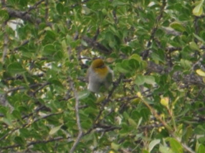 One more distant Verdin shot