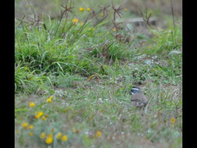 Black-throated Sparrow in the grass at Falcon State Park