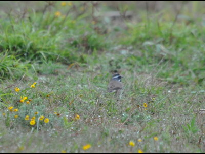 Black-throated Sparrow