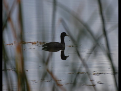 American Coot
On a pond at Dead Horse Ranch State Park, AZ
