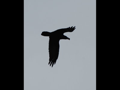 Raven
Flying over Dead Horse Ranch State Park, AZ