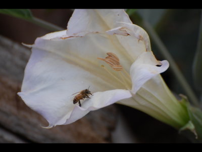 Flower with Honeybee
Datura sp.