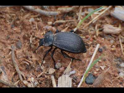 Beetle
Eleodes suturalis