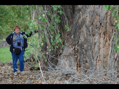 Mary beside big cottonwood tree in Dead Horse Ranch State Park, AZ