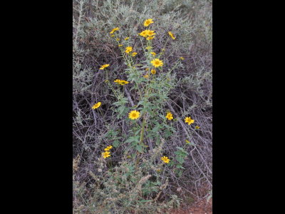 Wildflowers
golden crownbeard, 
Verbesina encelioides