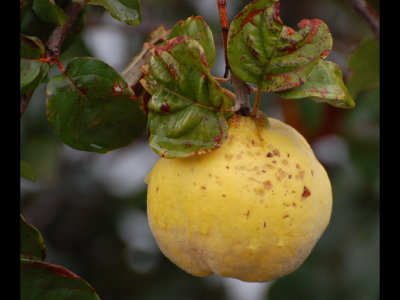 Quince-type fruit